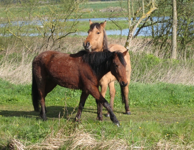Escapees